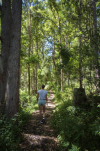 Best Walking Tracks In Brisbane Honest Explorer