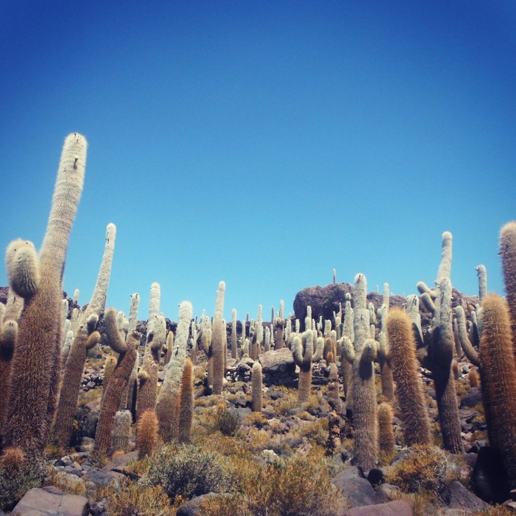 Catus plants, against blue sky, Salar de Uyuni