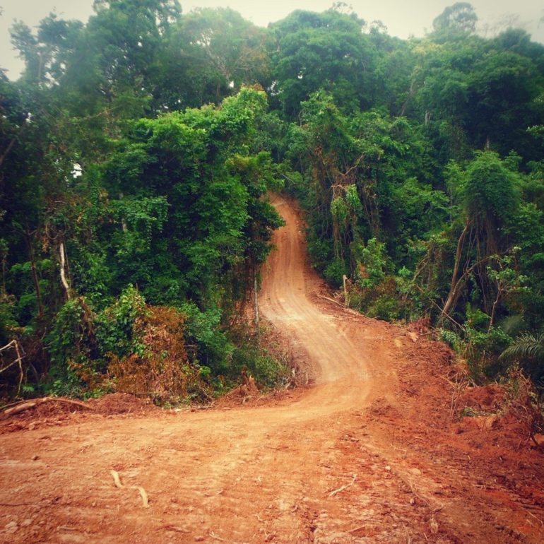 Bolivian Rainforest