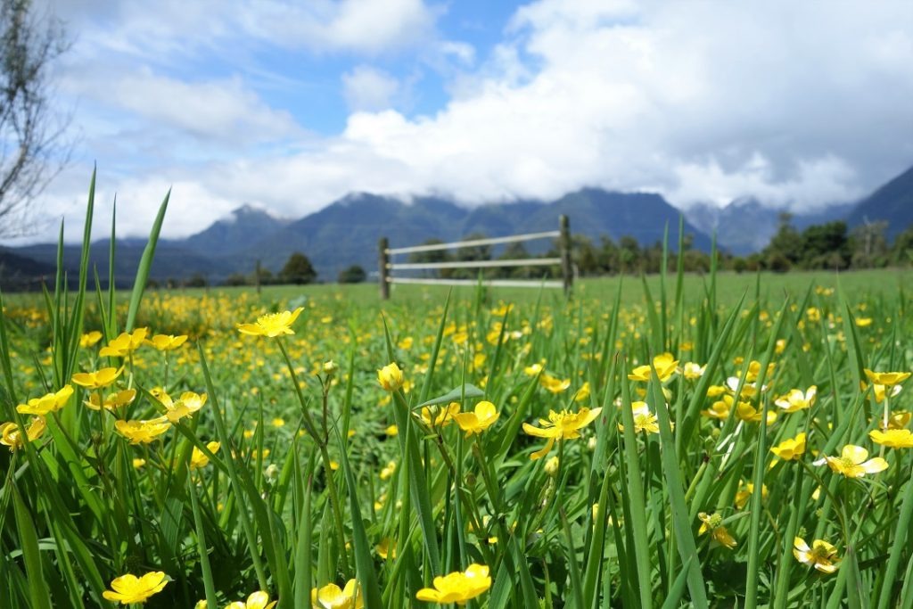 yellow flowers, grass and mountain scenery