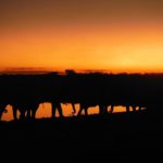 Sunset Etosha National Park