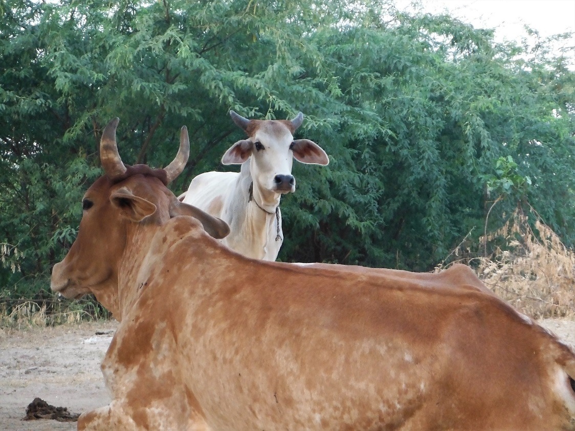 cows, Tordi Sagar, India