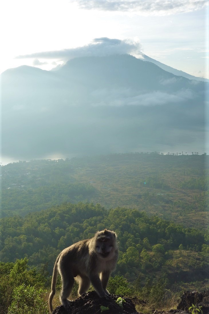 monkey at the top of mt batur, bali