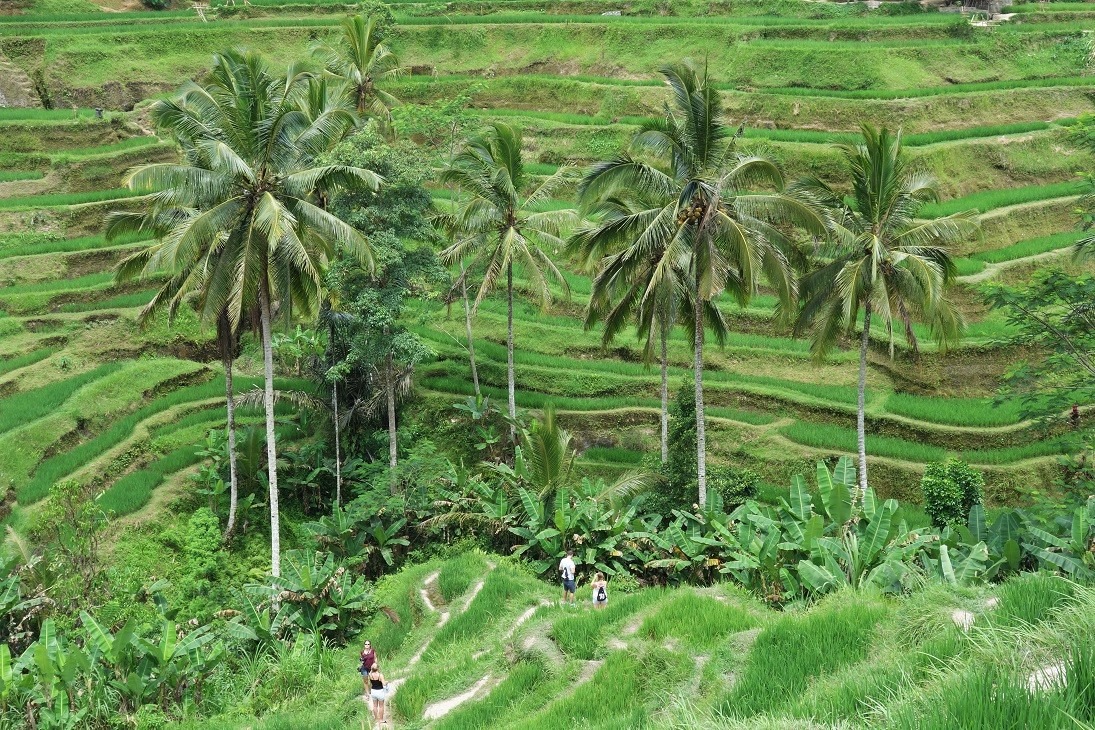 green rice terraces in bali