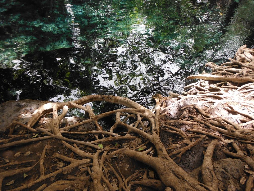 tree roots in Hot springs, Moshi