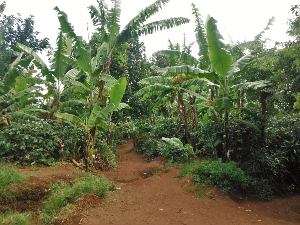 banana trees on dirt path, Tanzania