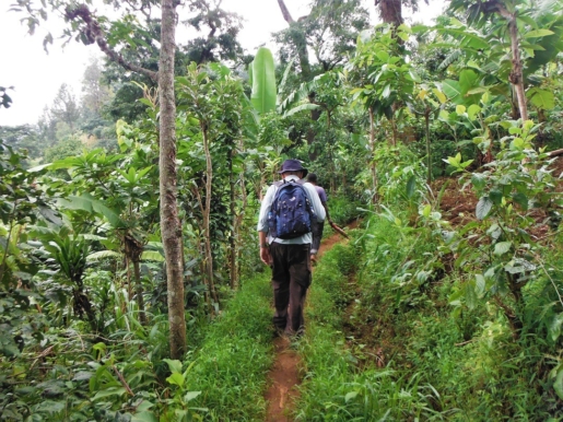 walking through banana trees, Tanzania
