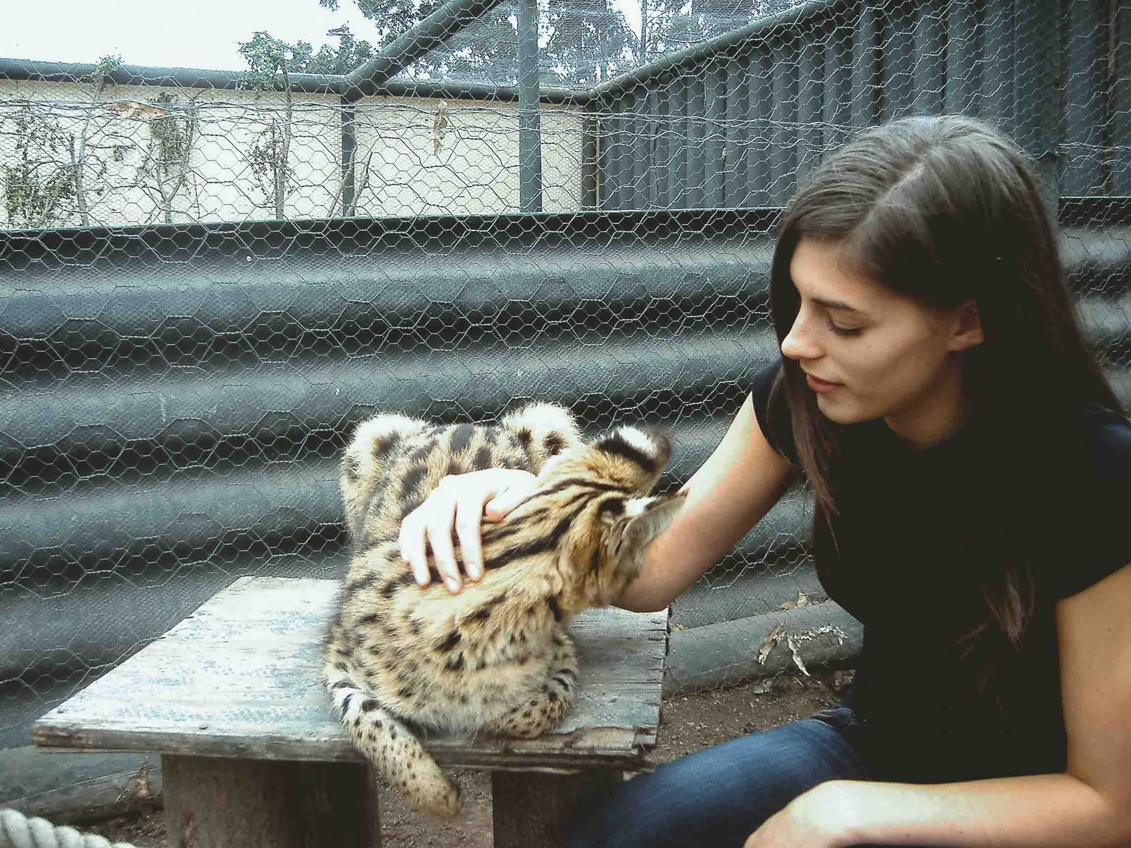 stroking a serval cat