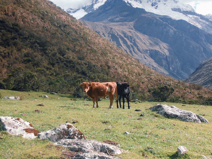 cows on grassland, Huaraz Peru hiking