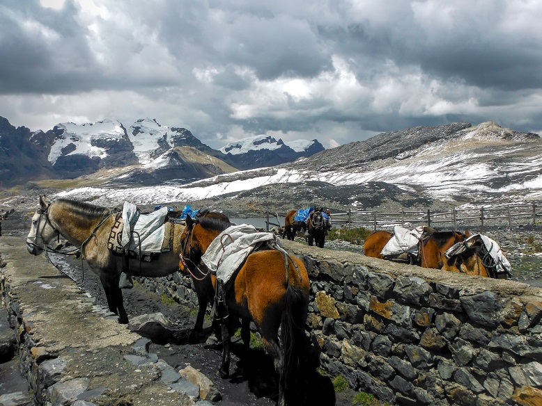 horses with snow capped mountains, Huaraz, Peru trek