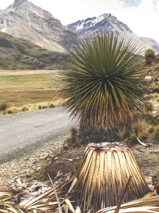 big cacti looking plant, Peru