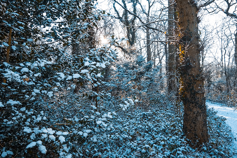 woodlands in snow