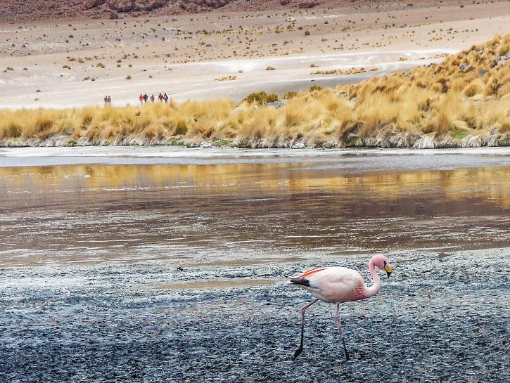 flamingo on Laguna Colorada