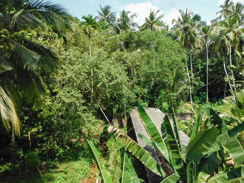 palm trees, Sri Lanka