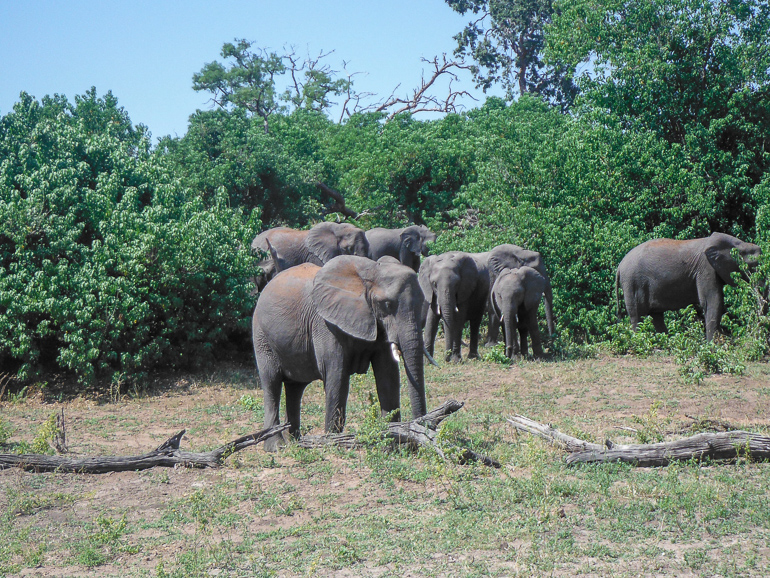 Chobe National park, elephants