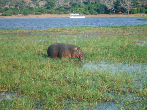 hippo, River cruise, Chobe