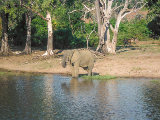 elephant, River cruise, Chobe