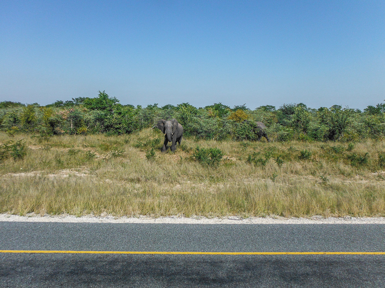 elephant in road, Botswana