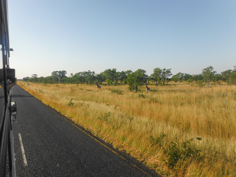 giraffe in road, Botswana