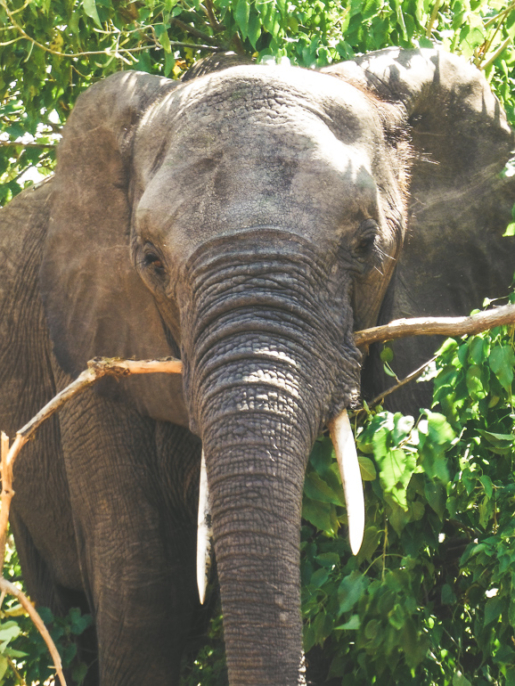 elephants in Botswana