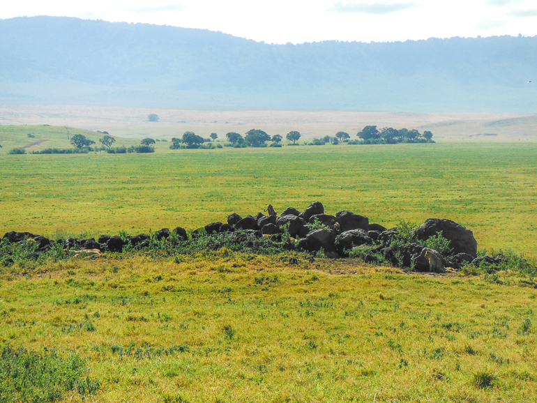 lions Ngorongoro Crater