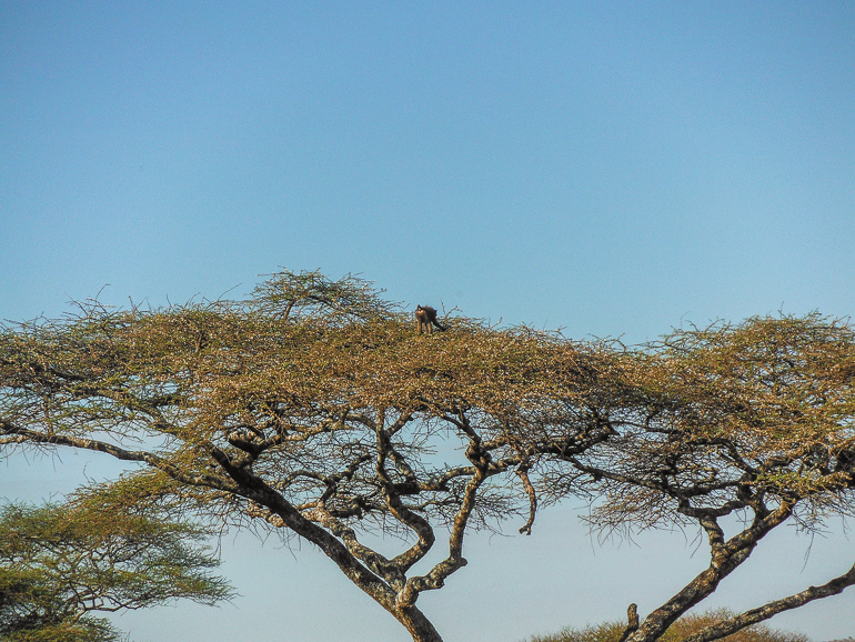 baboon, serengeti Tanzania