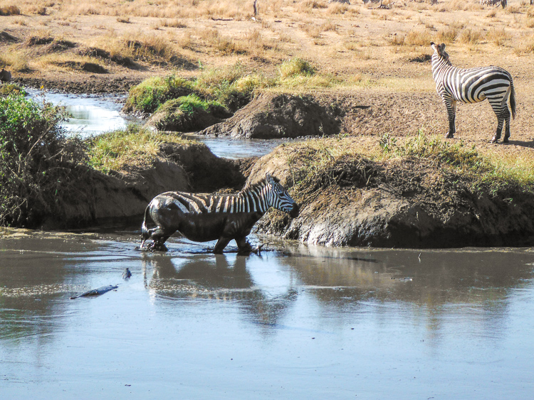 zebra, Ngorongoro Crater Tanzania