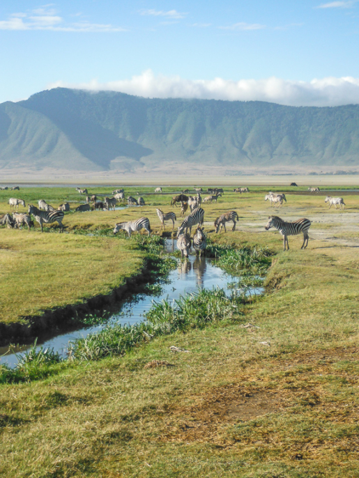 zebra Ngorongoro Crater Tanzania