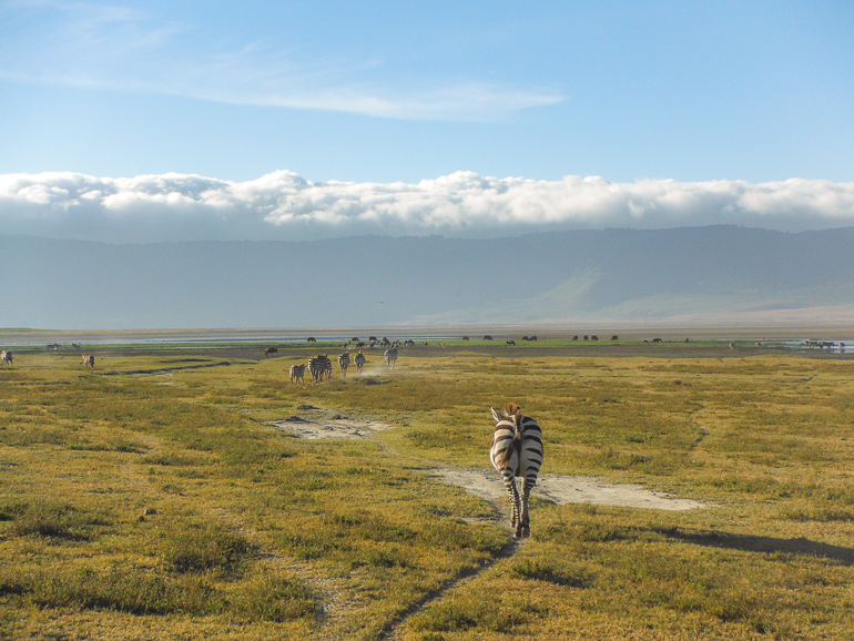 safari, Ngorongoro Crater Tanzania