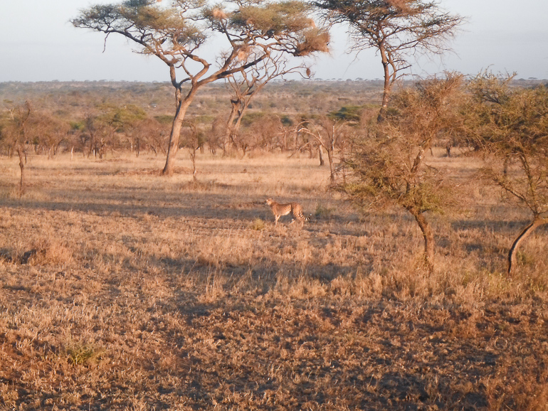Serengeti safari 