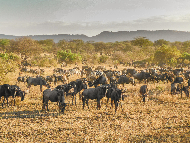 Serengeti migration safari Tanzania