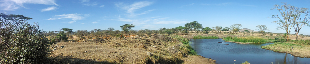 Serengeti, Tanzania safari