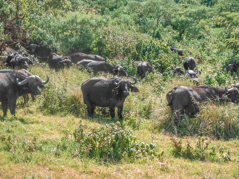 Tanzania safari guide