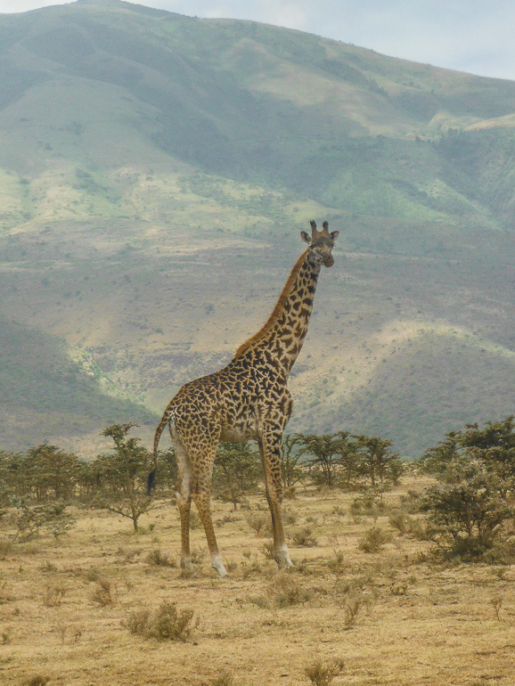 Tanzania safari guide
