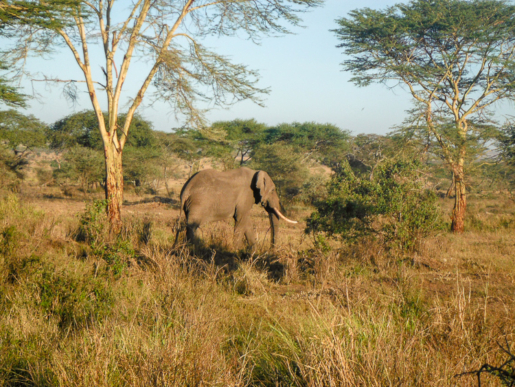 elephant, Serengeti National Park Tanzania