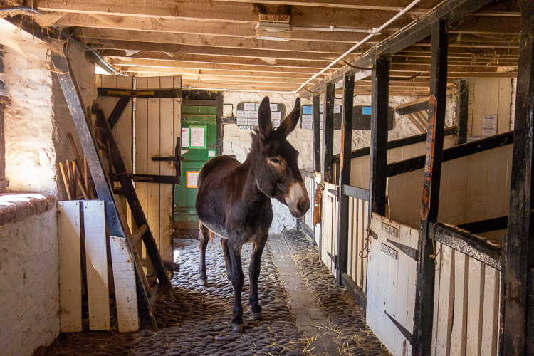 donkey, Clovelly, Devon