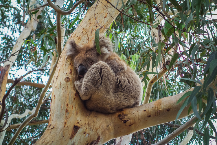 koala sleeping in tree, Australia