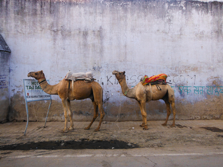 camel ride Pushkar, India