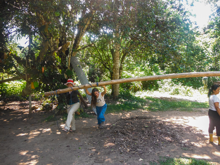 making sugar cane in the Amazon rainforest