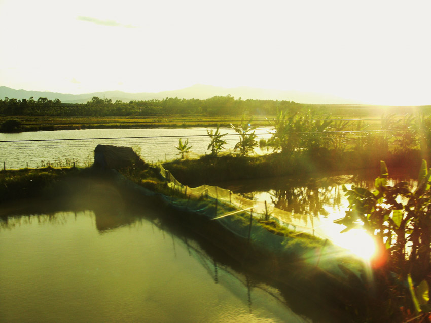 sunset over Vietnamese rice fields