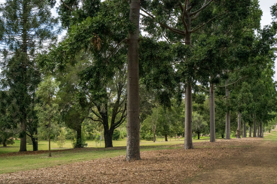 trees at Sherwood park 