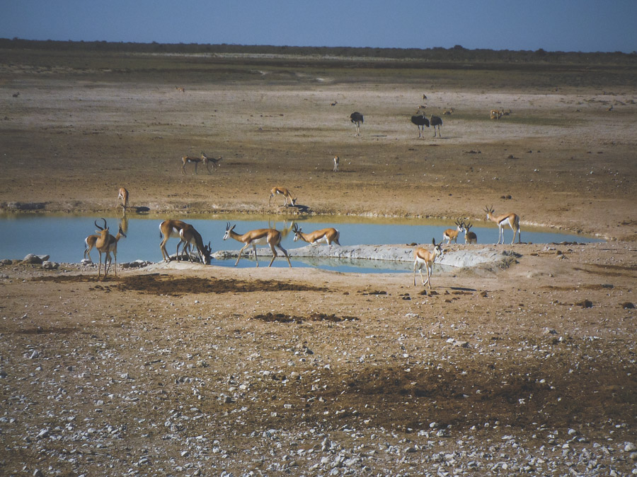 impala gathering at watering hole