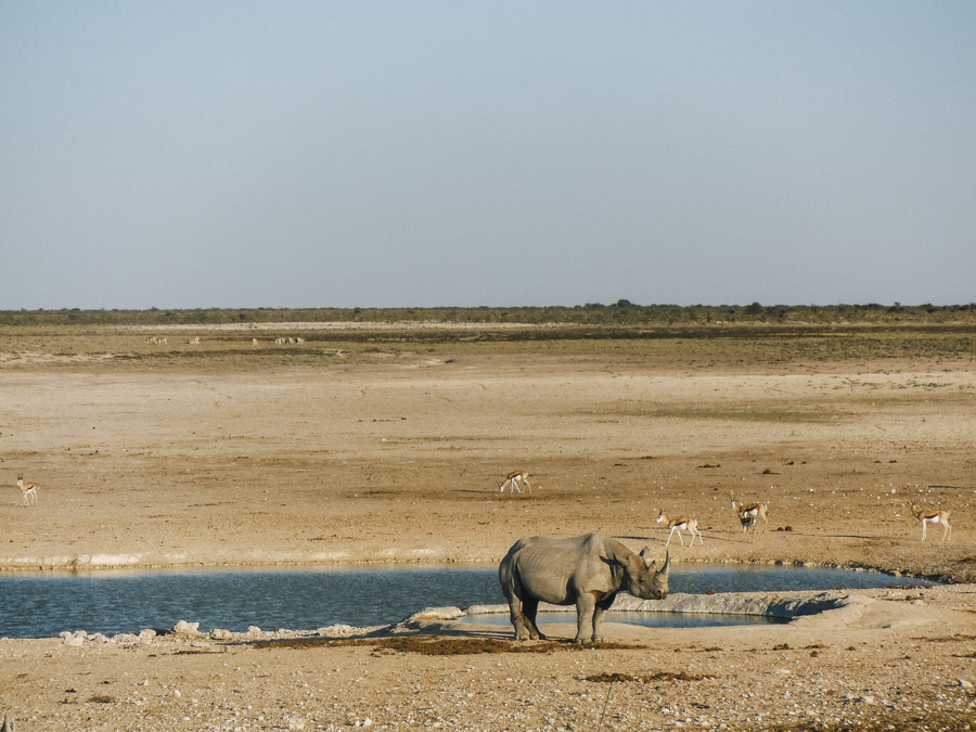rhino in Etosha National Park