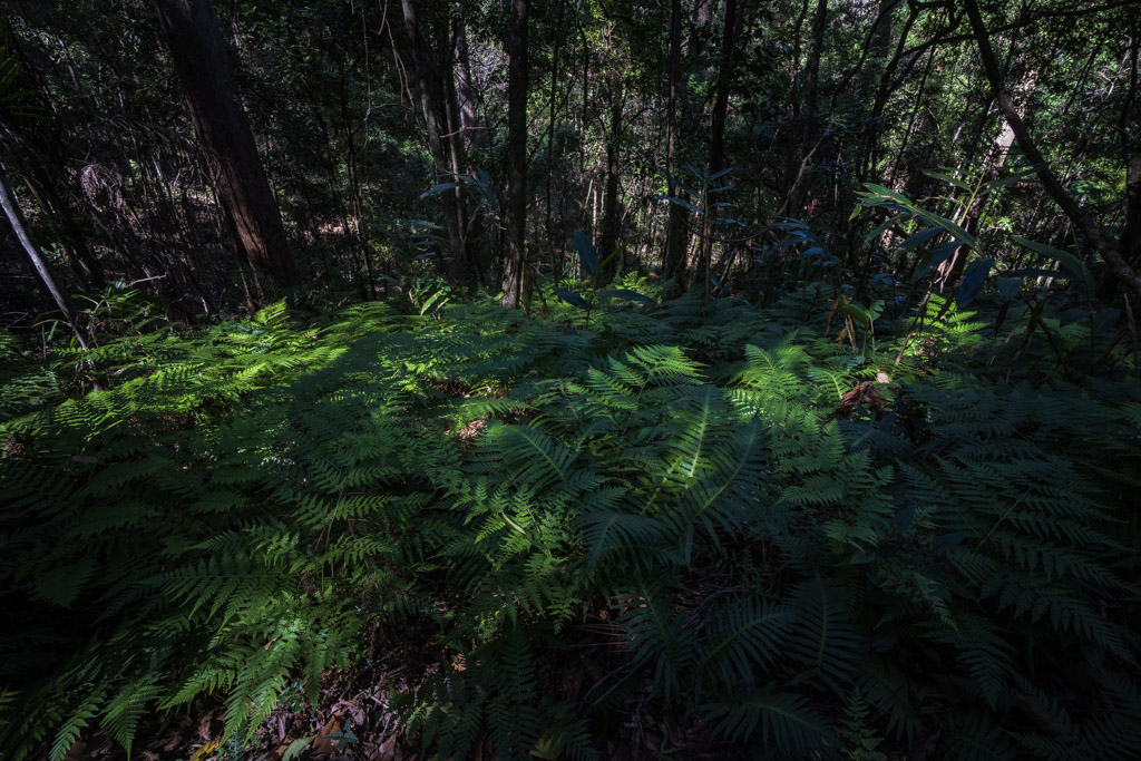 ferns on woodland floor