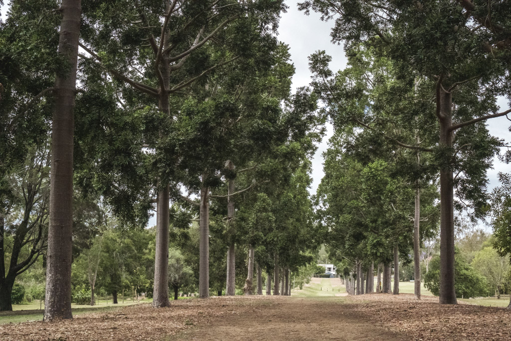 row of trees at Sherwood Arboretum