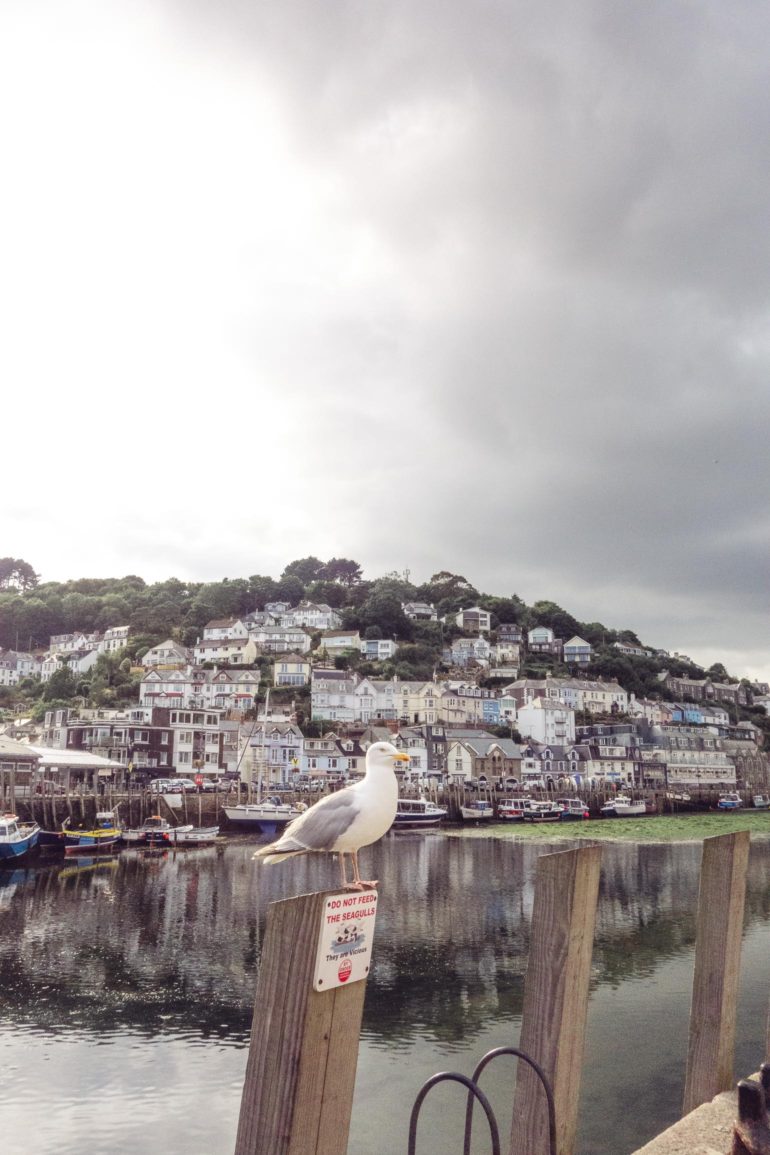 a seagul sitting on fence at Looe river