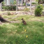 wallaby under a tree