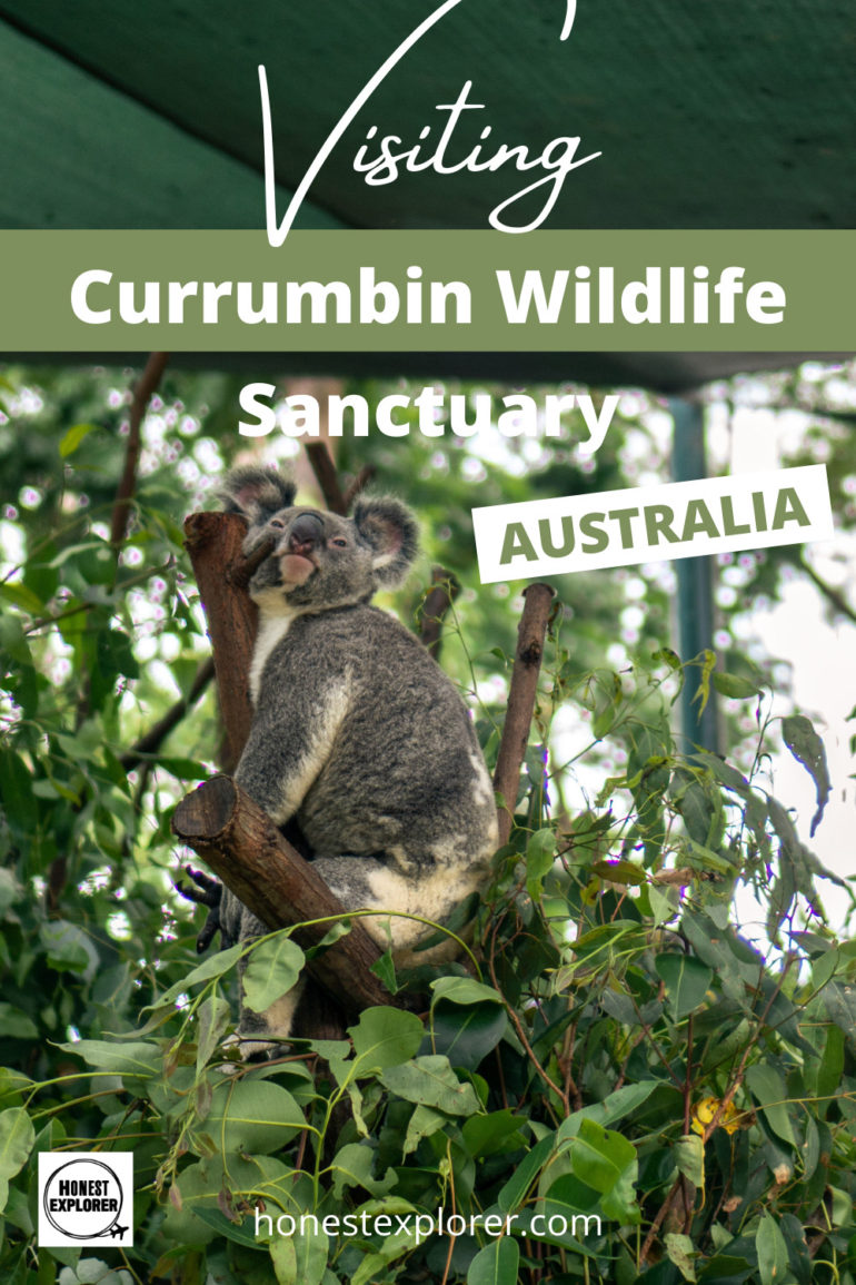 Currumbin wildlife sanctuary pin