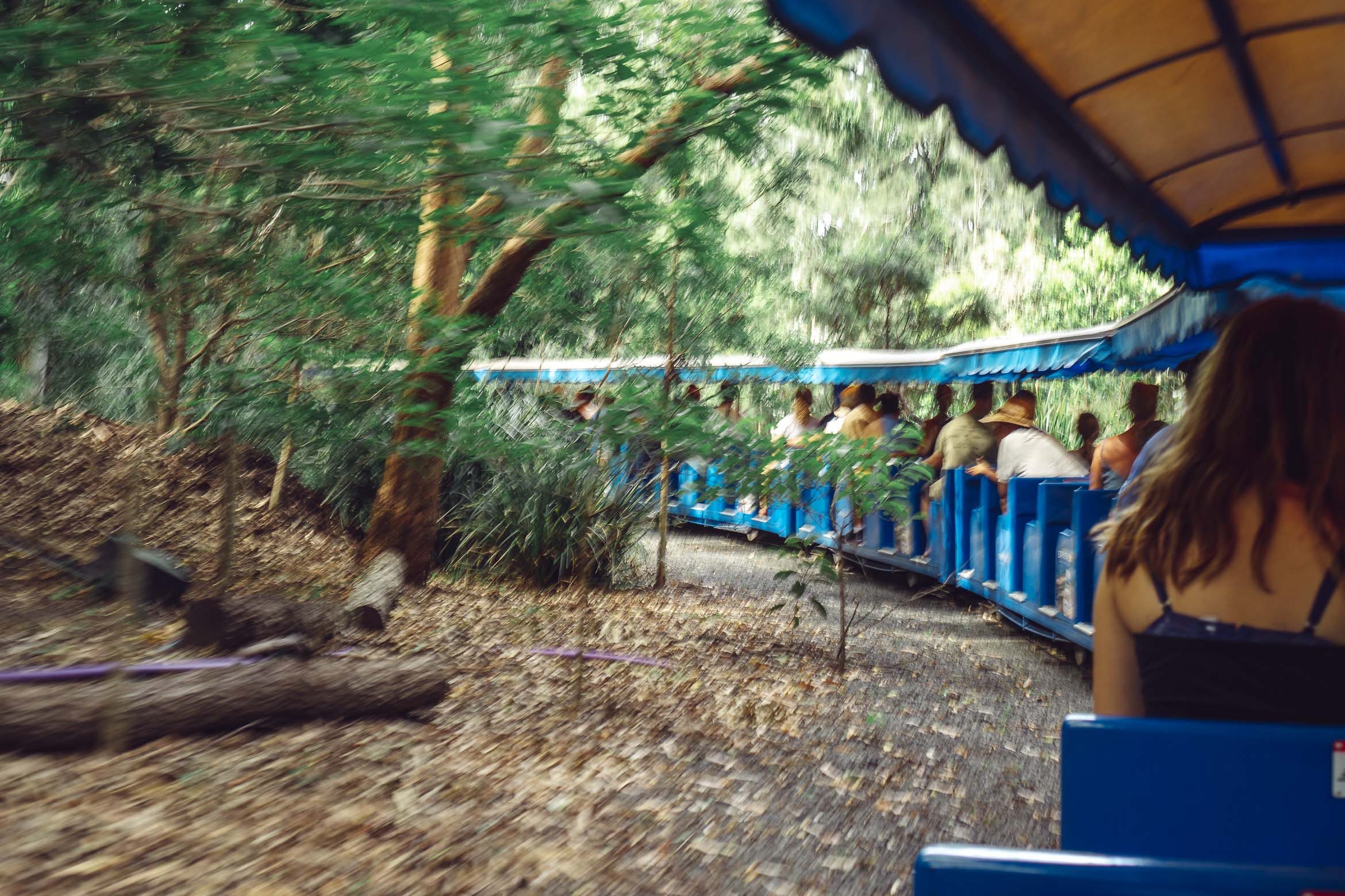 blue mini railway through forest