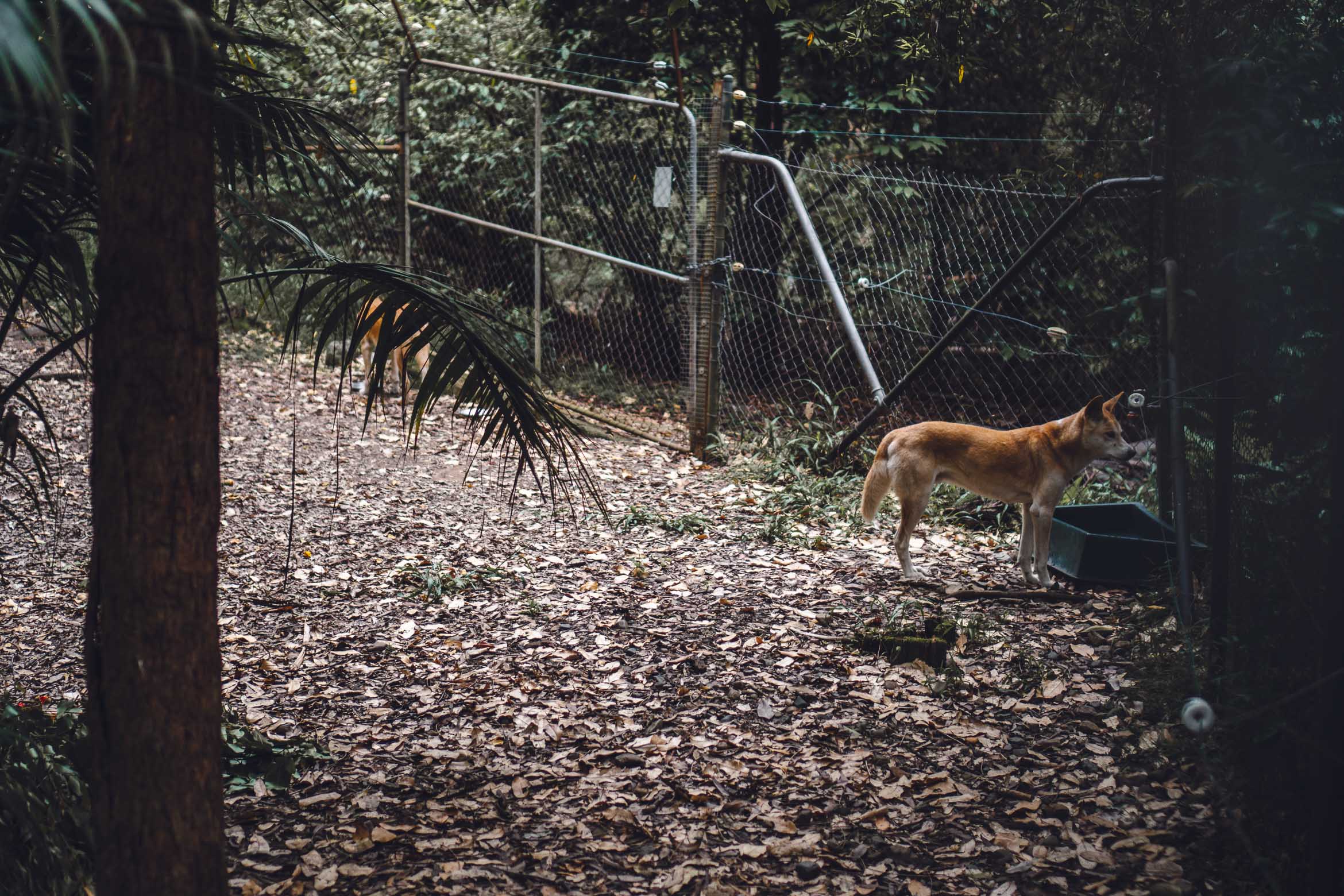 dingo walking in enclousure